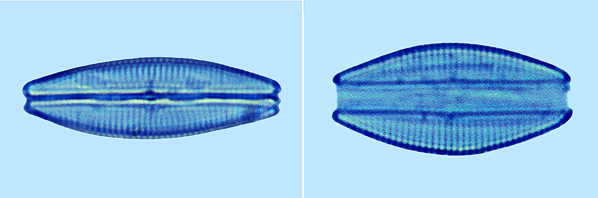 Amphora Amphora nana